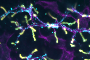 To the page:B. Membrane interfaces driving cell dynamics