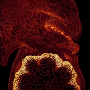 The plant parasite Cuscuta reflexa infects the shoot of an Arabidopsis model plant. The parasite uses haustoria to establish contact with conductive tissues of the host plant and extracts water, nutrients and photosynthesis assimilates.Image: FAU, Dep. Biology, Maleen Hartenstein