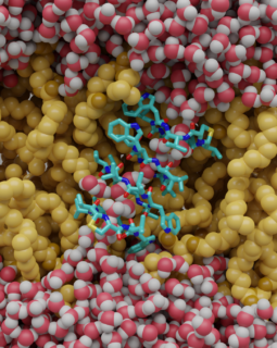 Towards entry "DFG Funds Research on Lugdunin: Collaboration Between FAU Erlangen-Nürnberg and University of Göttingen Explores Selectivity of an Antimicrobial Peptide"